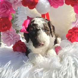 Aussiedoodle and Goldendoodle Puppies from Cuddly Doodles