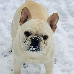 French Bulldogs from Wusspurrs Frenchies
