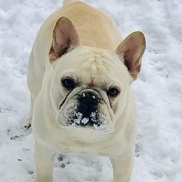French Bulldogs from Wusspurrs Frenchies