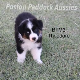 "$700" Aussiedoodle, Australian Shepherd, and Miniature Australian Shepherd Puppies from Poston Paddock Aussies LLC
