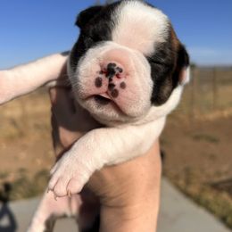Brindle boy 1 - Black brindle and white male Boston Terrier puppy in Yakima, Washington from Barnett’s AKC Boston Terriers