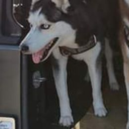 Siberian Huskies from Anthony Vasquez's Siberian Huskies