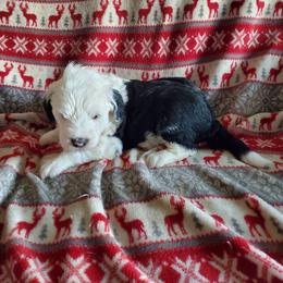 Bud - Black and white male Sheepadoodle puppy in Bellevue, Iowa from Fluffy Wonders Poms and Doodles