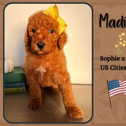 Madison - Red  female Goldendoodle puppy in Hilton, New York from The House of Goldendoodle