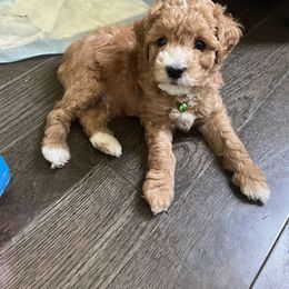 Poodle Puppies from Polina Walker's Poodles