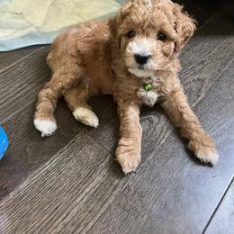 Poodle Puppies from Polina Walker's Poodles