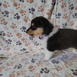 Collie Puppies from Boorman Mountain Kennel
