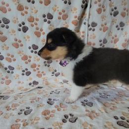 Collie Puppies from Boorman Mountain Kennel