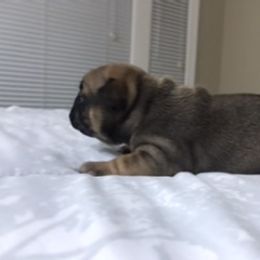 French Bulldog Puppies from PNW French Bulldogs