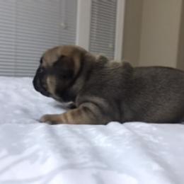 French Bulldog Puppies from PNW French Bulldogs