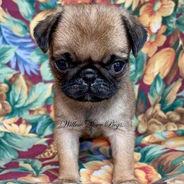 Pug puppies from Willow Dove Pugs