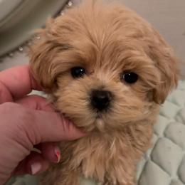Gia F1 - Cafe au lait female Maltipoo puppy in San Diego, Temecula, Ontario, California from Yorkie & Maltese Royalty