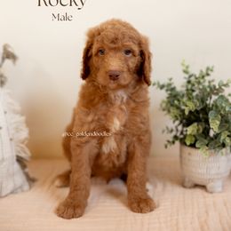 Rocky - Red  male Goldendoodle puppy in Lusby, Maryland from C&C Goldendoodles