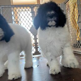 Goldendoodle and Poodle Puppies from Elizabeth Rocha's Doodles