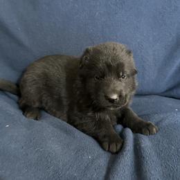 Tasko - Black male German Shepherd puppy in Milan, Illinois from Stonewick German Shepherds