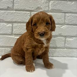 Purple Girl - Apricot female Goldendoodle puppy in Thomasville, Georgia from South Georgia Golden Doodle Ranch LLC