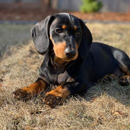 Dachshund Puppies from Von Stutts Tracking Teckels
