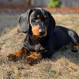 Dachshund Puppies from Von Stutts Tracking Teckels