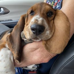 Basset Hound Puppies from Baskins Creek Basset Hounds