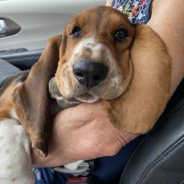 Basset Hound Puppies from Baskins Creek Basset Hounds
