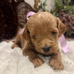 Dixie - Red  female Goldendoodle puppy in Lehi, Utah from Thompson Family Puppies