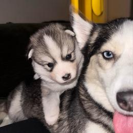 Cupcake - Black and white female Pomsky puppy in La Verne, California from Red Cedar Pomskies