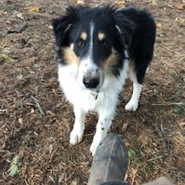 Old Time Scotch Collie Puppies from Carabella Vintage Collies