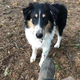 Old Time Scotch Collie Puppies from Carabella Vintage Collies