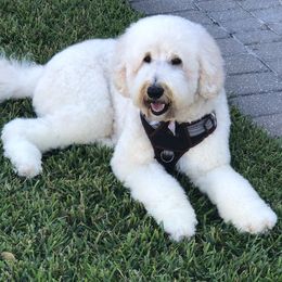 Marley - Goldendoodle