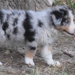 Kane - Blue merle male Australian Shepherd puppy in Clinton, Missouri from RockyTop Hearts