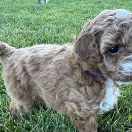 Goldendoodles from Maple Blossom Doodles