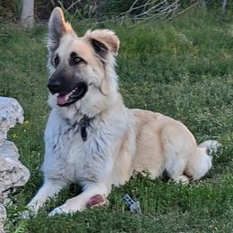 Lucy - German Shepherd