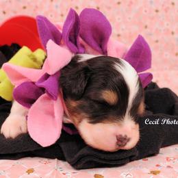Australian Shepherd Puppies from Dovehawk Australian Shepherds