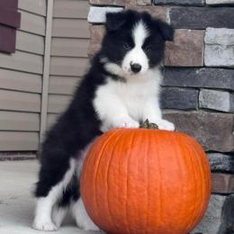 Scout - Black male Border Collie puppy in Dunn, North Carolina from Coylety Border Collies