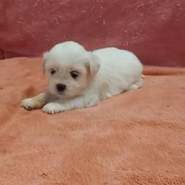 Girl 1 - White female Lhasa Apso puppy in Norman, Oklahoma from Steve's Puppies