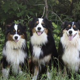 Australian Shepherd All Grown Up from Starbound Aussies