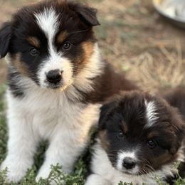 Australian Shepherd puppies from Flying F Australian Shepherds