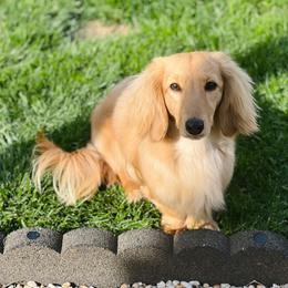 Vera - Dachshund