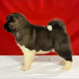 Girl 3 - Brown, black overlay female Akita puppy in Cuba, Missouri from Kamikaze Akitas