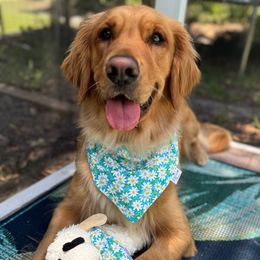 Lucy - Golden Retriever