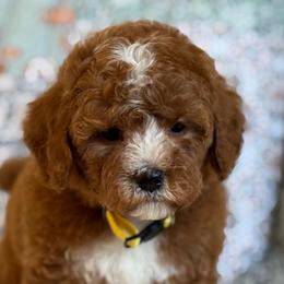 Tybee - Red male Cavapoo puppy in Beckley, West Virginia from By Design Doodles