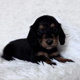 Pleakley - Black and tan male Dachshund puppy in Dothan, Alabama from Little House Pups