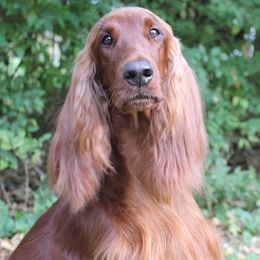Irish Setters from Redfeathers Irish Setters