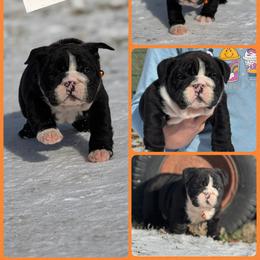 Boy 1 - Brindle male Bulldog puppy in Quinlan, Texas from Wright Way Retrievers