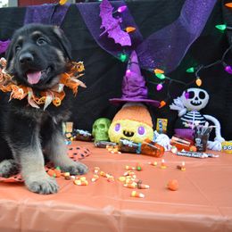 German Shepherd Puppies from Fame Kennels