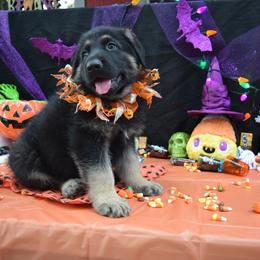 German Shepherd Puppies from Fame Kennels