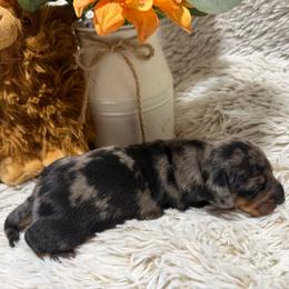 Austin - Dapple male Dachshund puppy in Gerber, California from Red Dirt Doxies