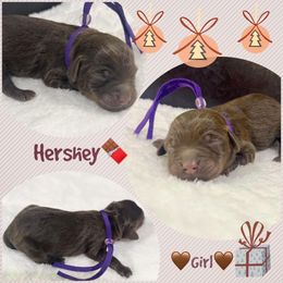 HERSHEY - Brown and white female Aussiedoodle puppy in Houston, Texas from Jomelkin Furry Pals