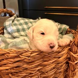 Girl 1 - Red  female Goldendoodle puppy in Glendale, Arizona from Follow Your Bliss Doodles