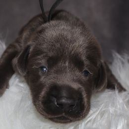 Black collar - Charcoal female Dilute Retriever puppy in Suffolk County, New York from South Shore Labradors